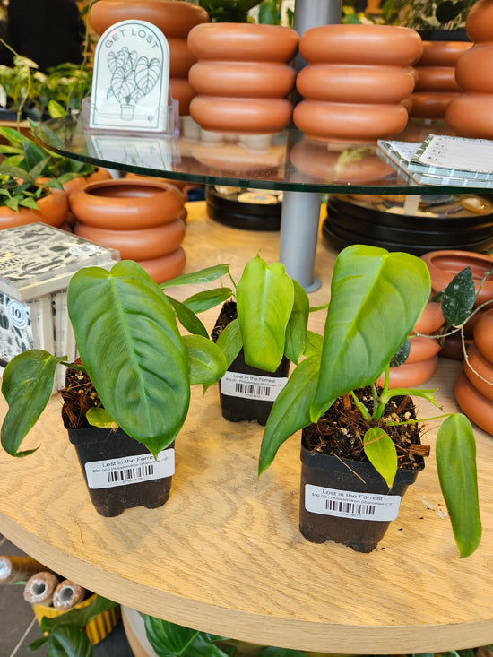 Philodendron Sharoniae
