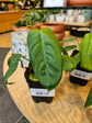 Philodendron Sharoniae