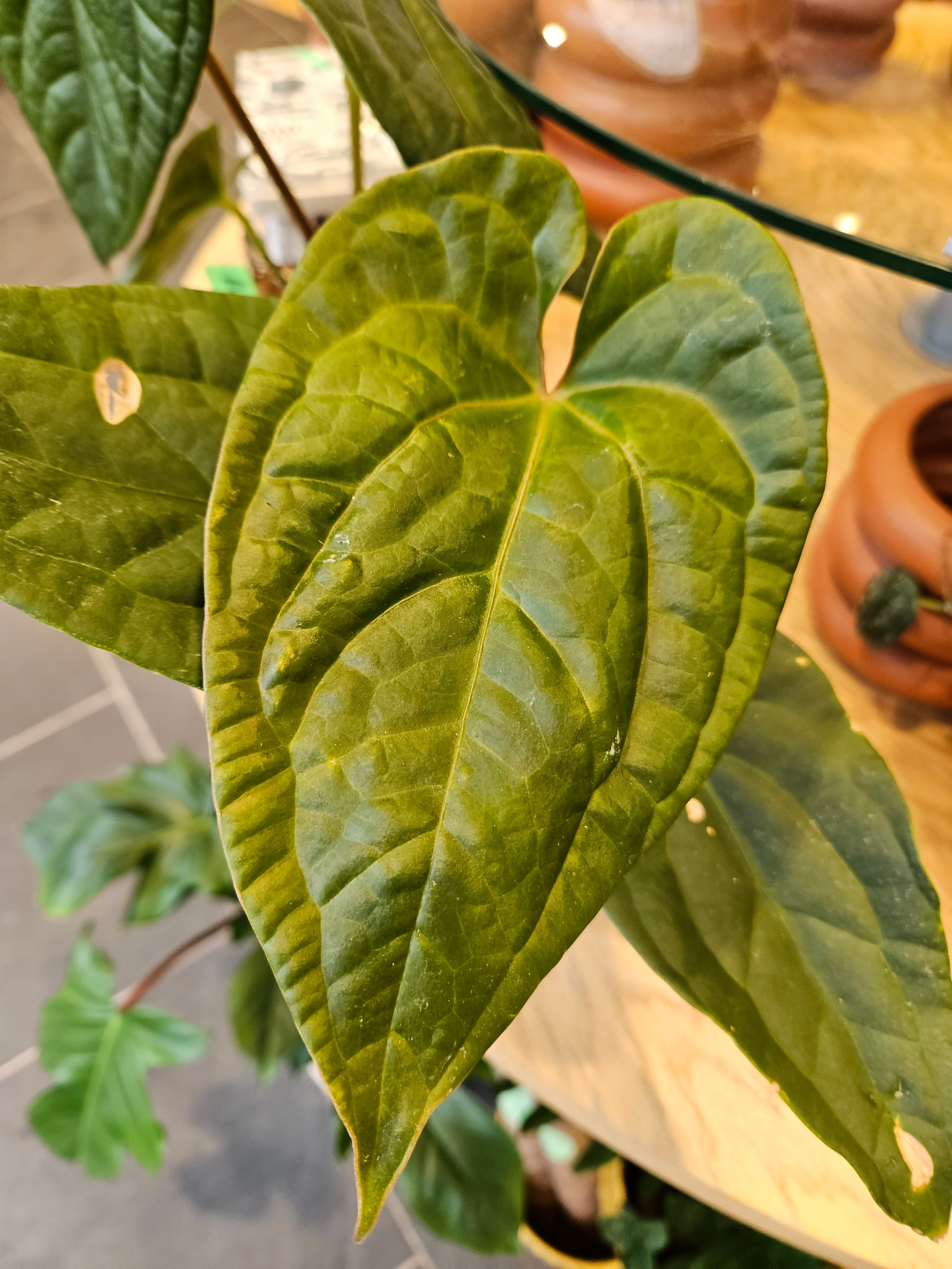Anthurium Magnificum x Anthurium Luxurians