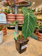 Anthurium Magnificum x Waterburyanum