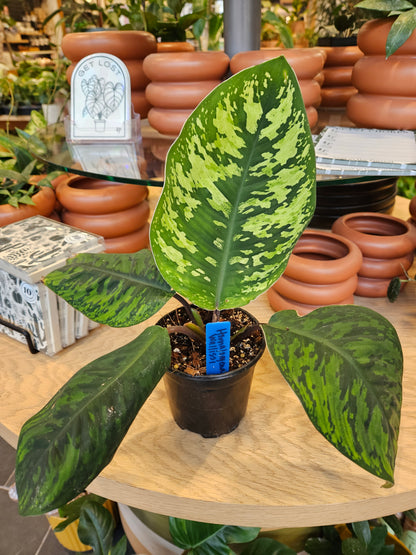 Homalomena Wallissi