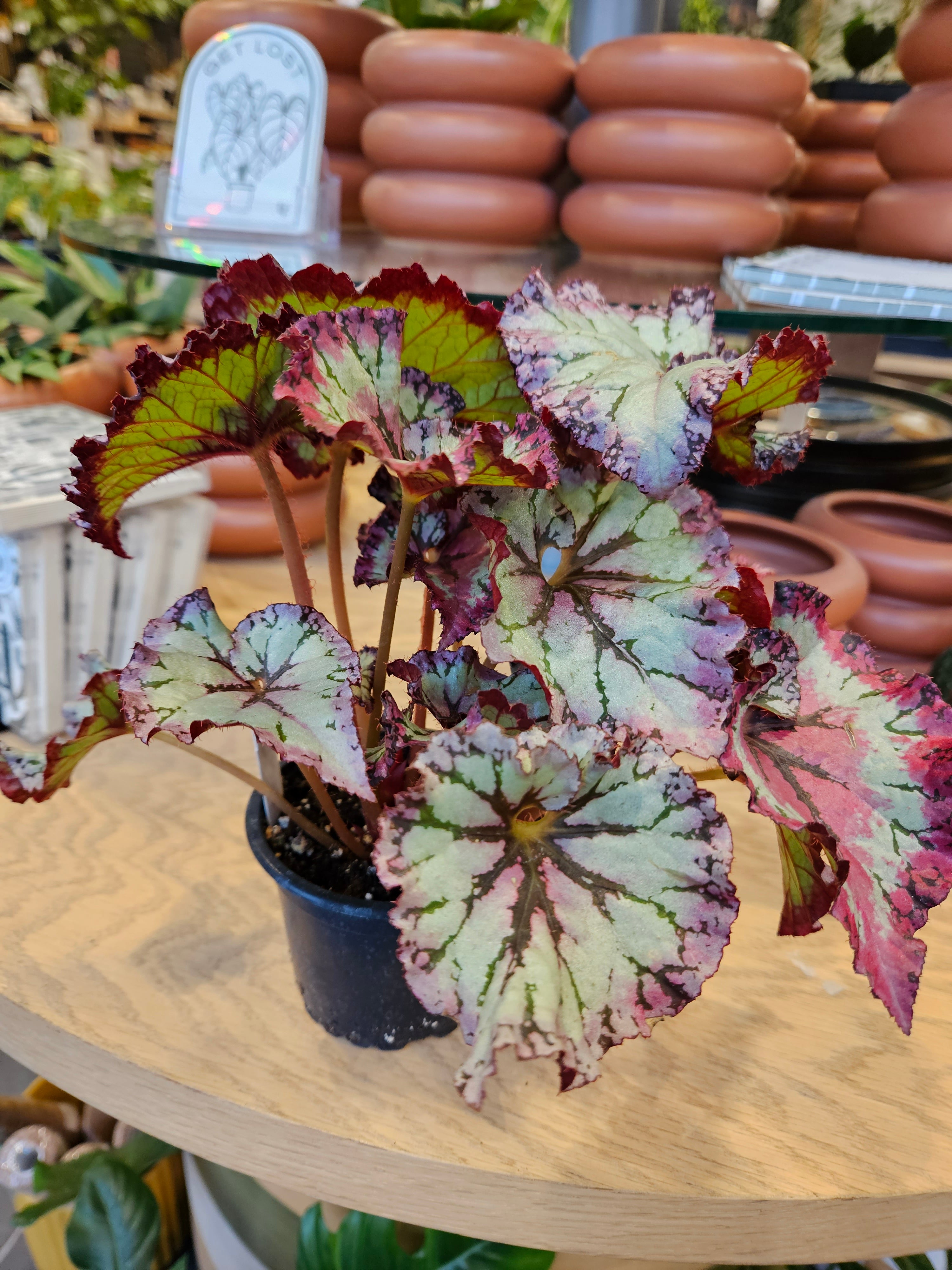 Begonia &
