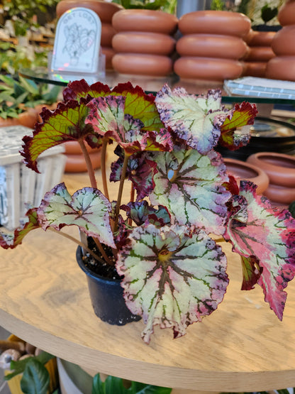 Begonia &