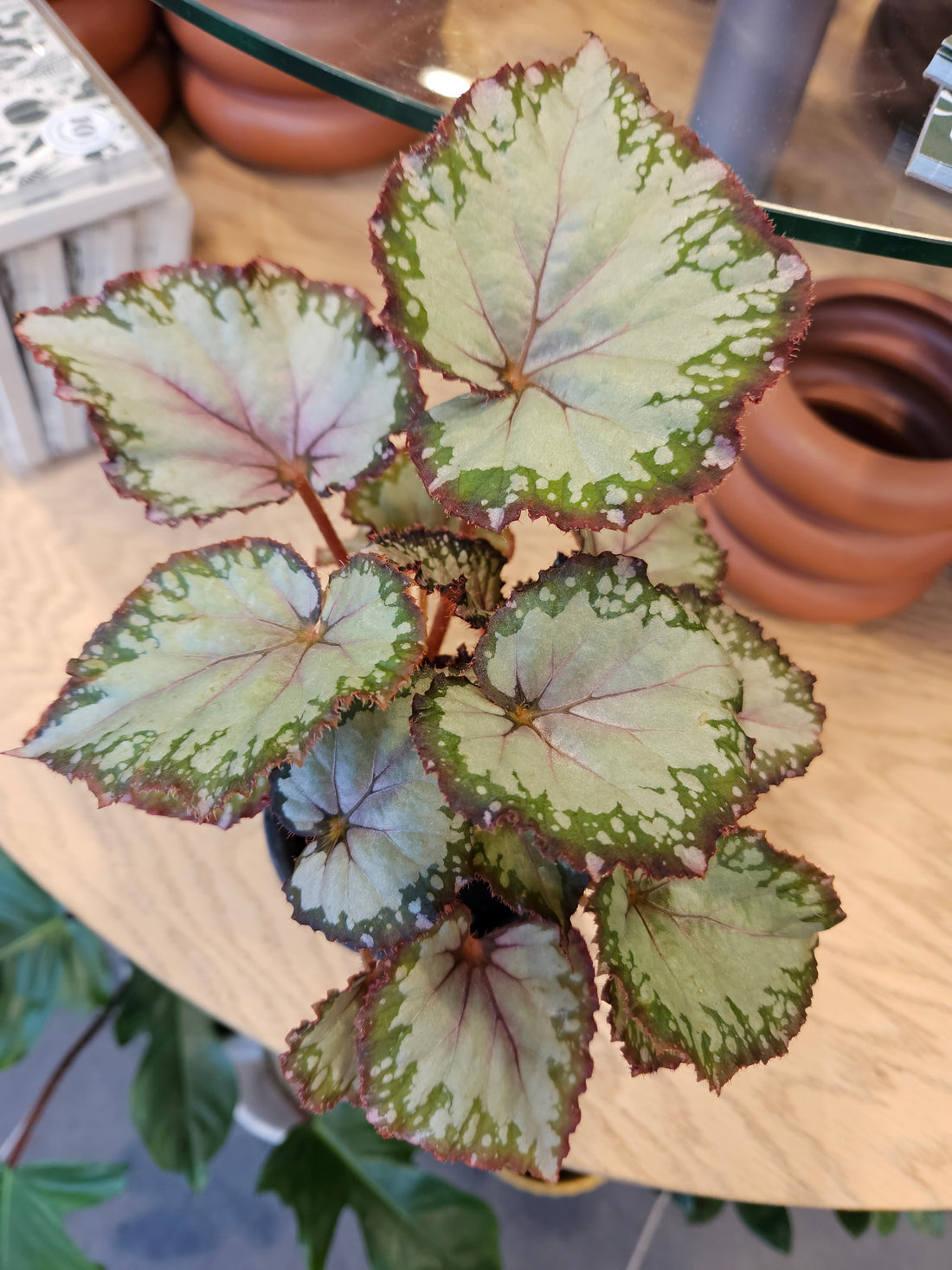 Begonia &