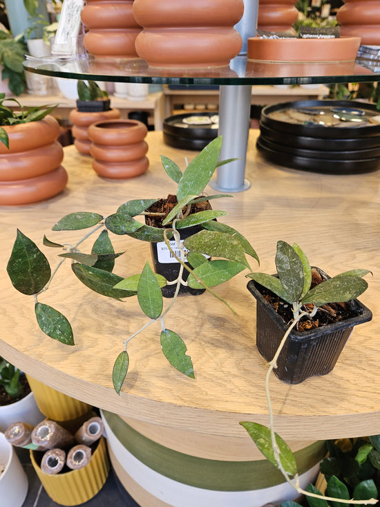 Hoya Pallida
