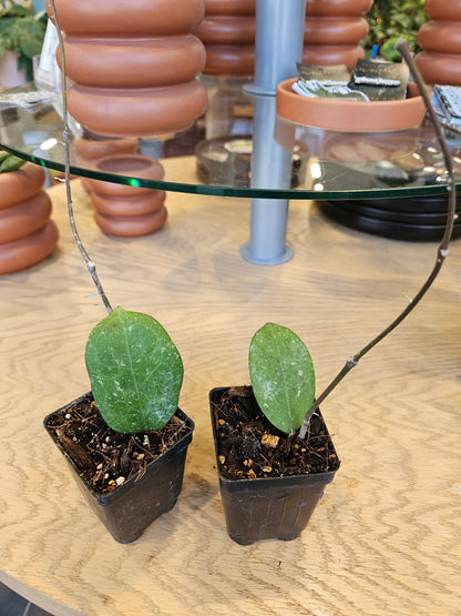 Hoya Michele