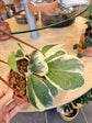 Hoya Kerrii Outer Variegation