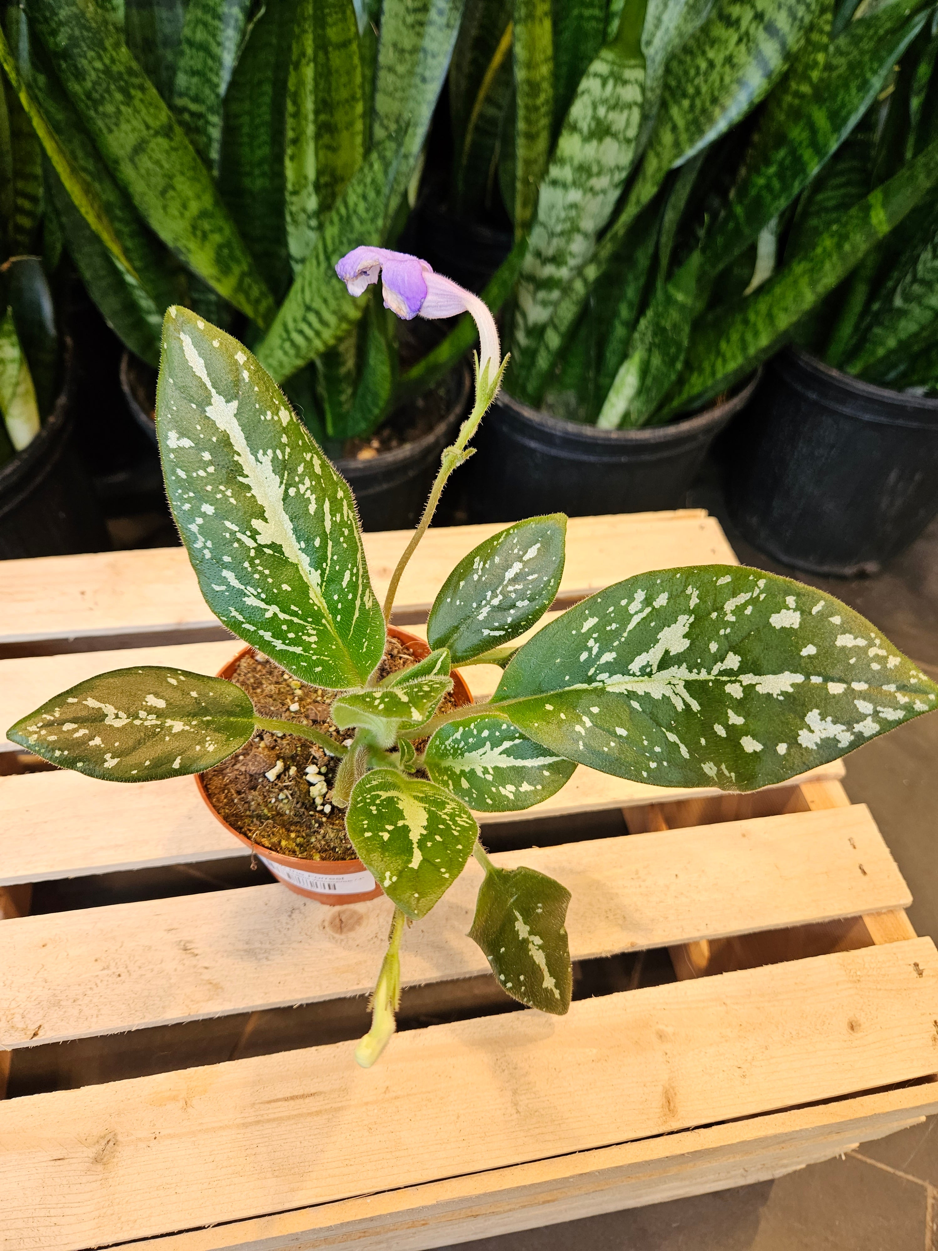 Michaelmoelleria Vietnamensis