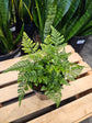 Rabbit Foot Fern