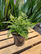 Rabbit Foot Fern