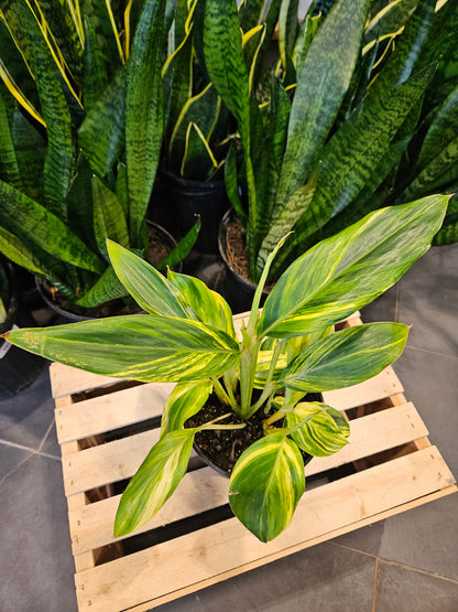 Variegated Ginger