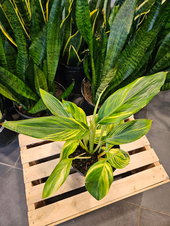 Variegated Ginger