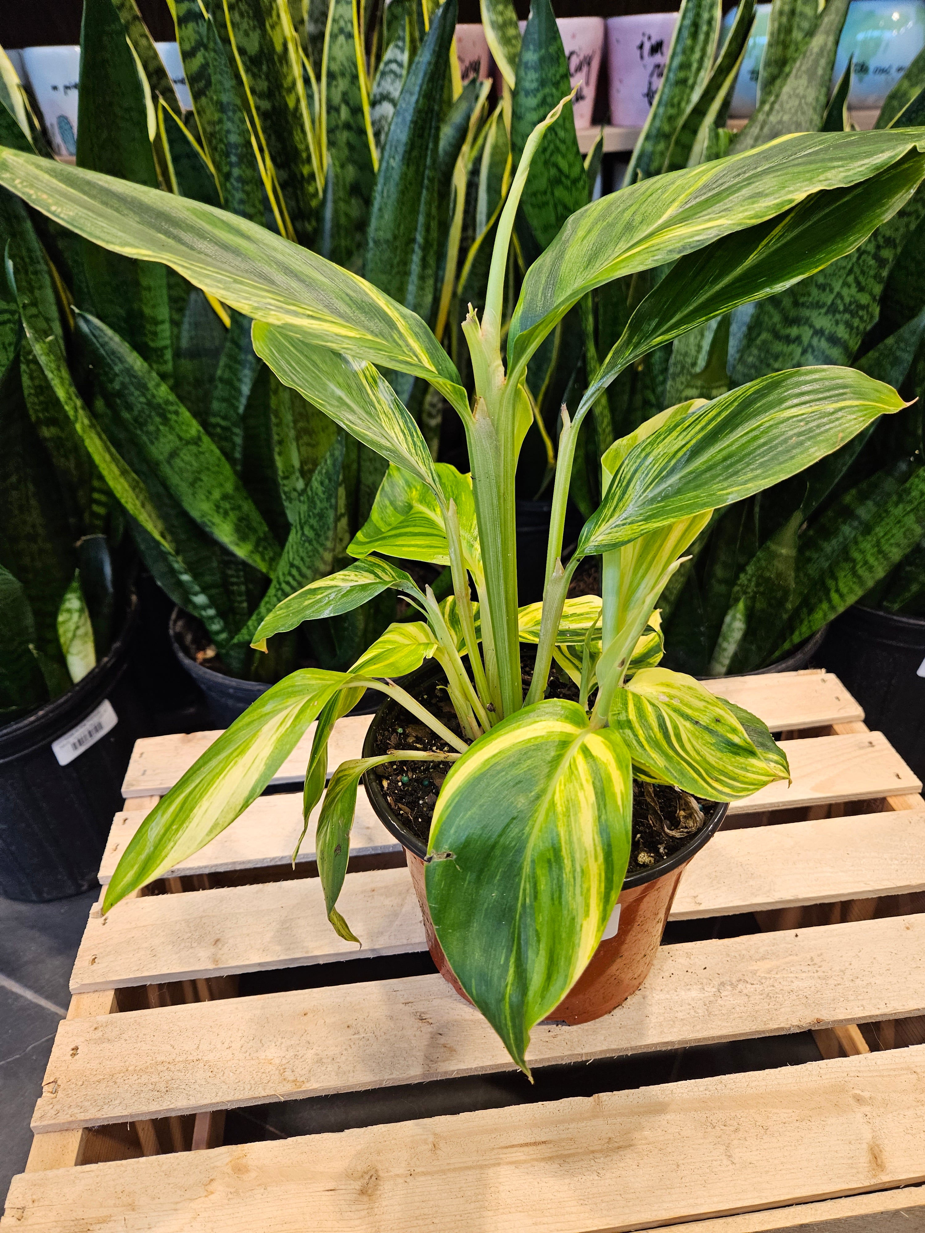 Variegated Ginger