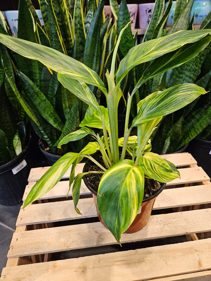 Variegated Ginger