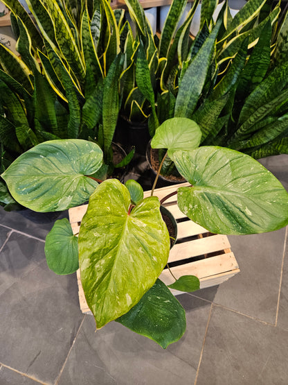 Homalomena Pink Splash