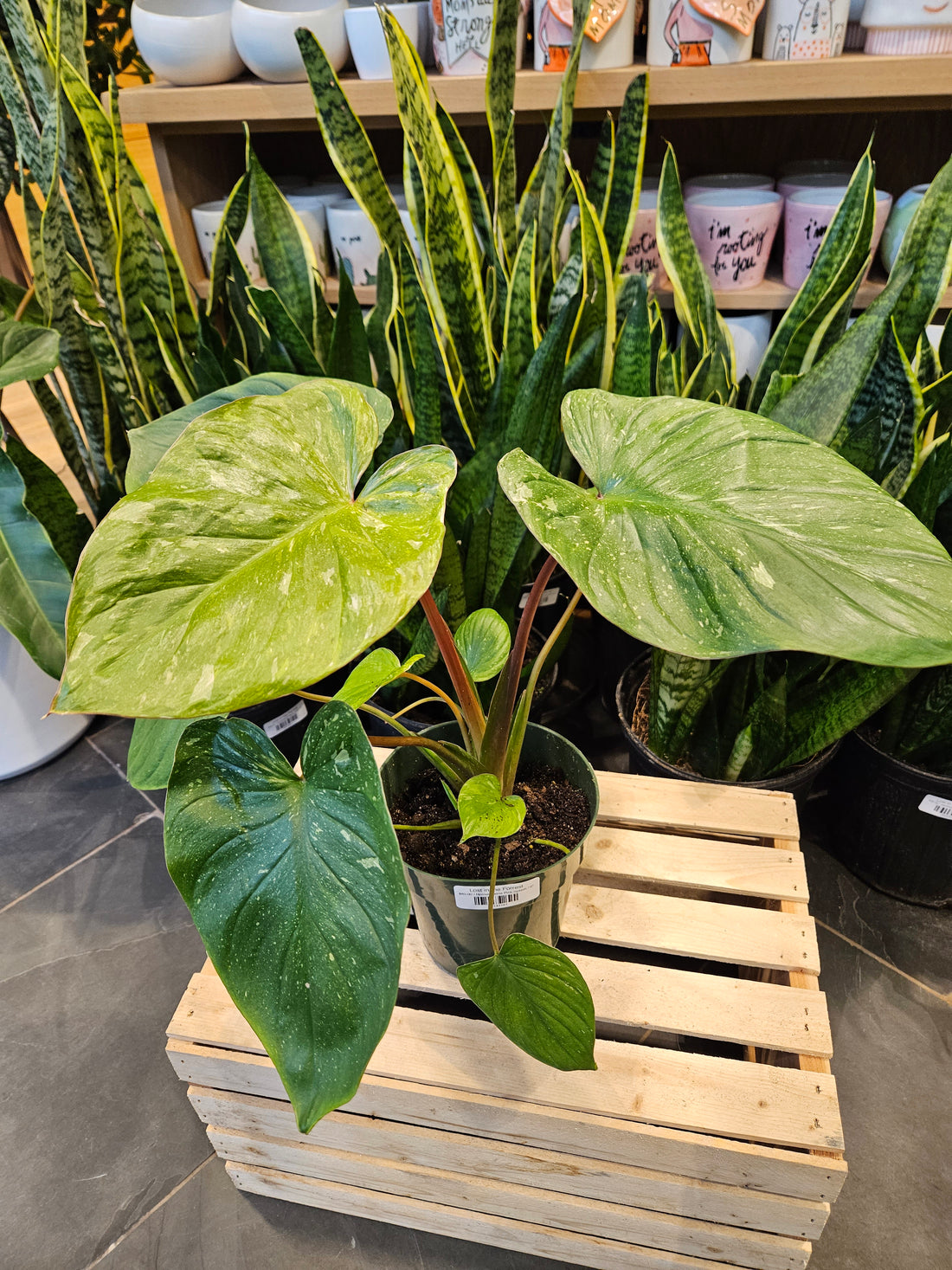 Homalomena Pink Splash