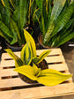 Sansevieria Golden Flame