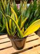 Sansevieria Golden Flame