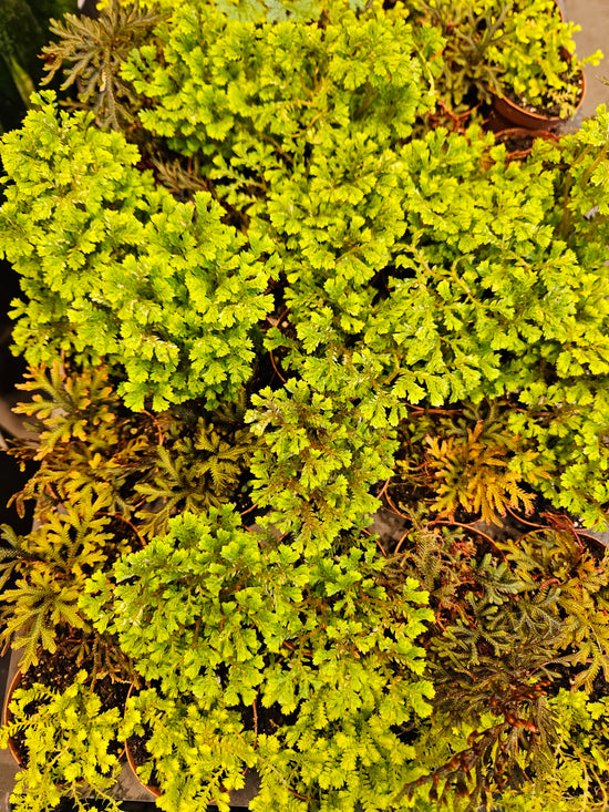 Selaginella Moss Assortment