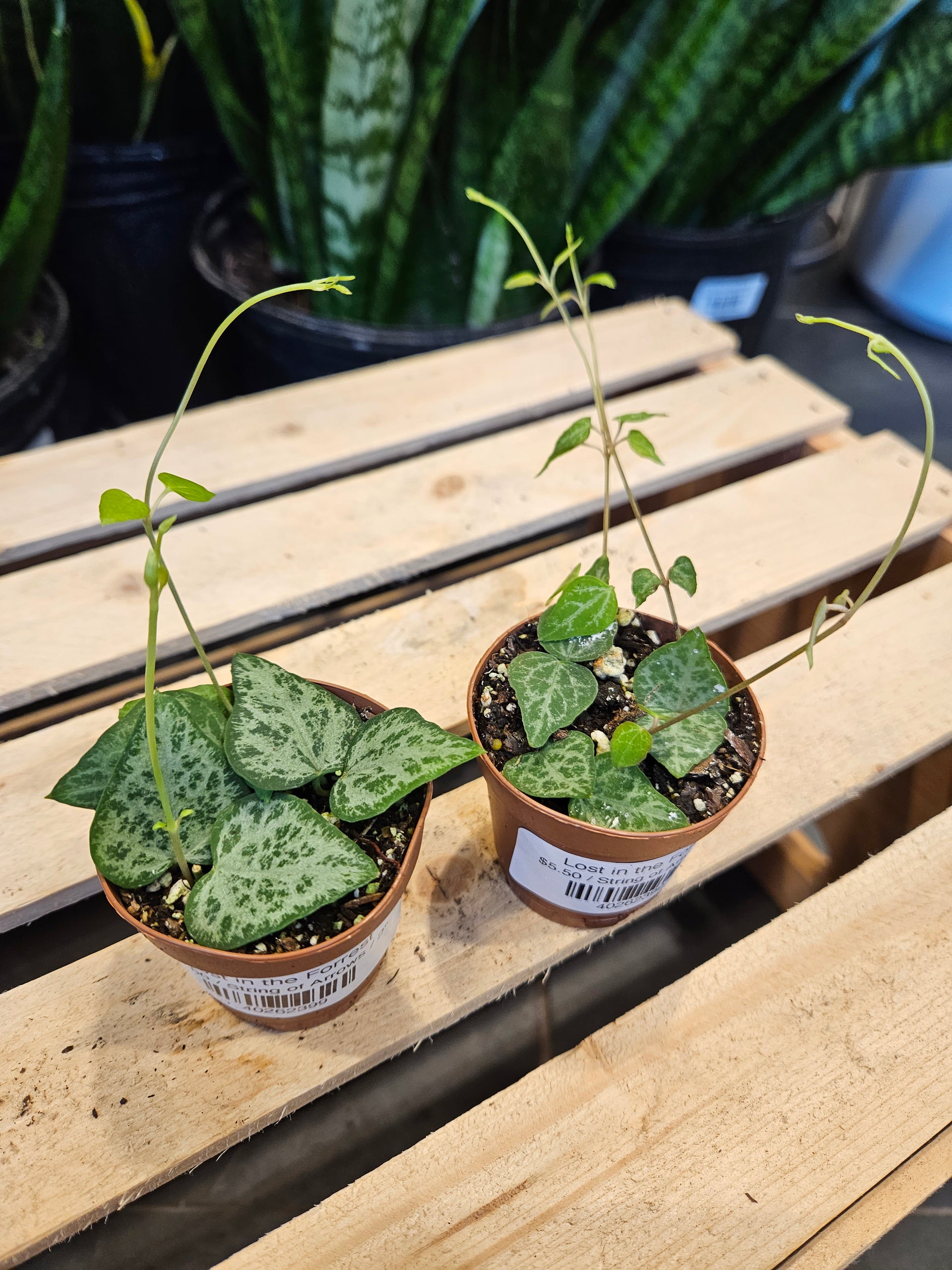 arrow succulent String of Arrows – Lost in the Forrest