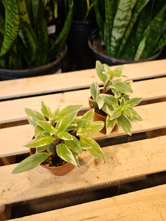 Variegated Goldfish Plant