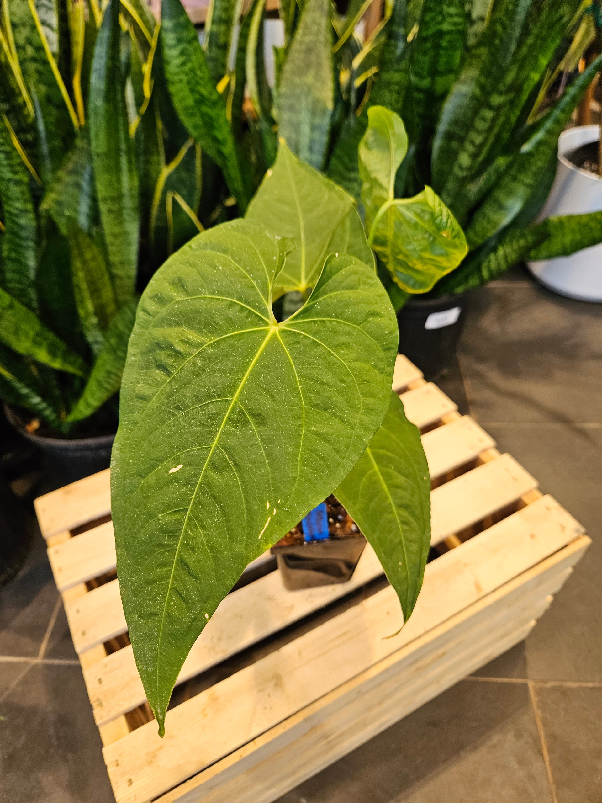 anthurium rotolante Anthurium Rotundistigmatum – Lost in the Forrest