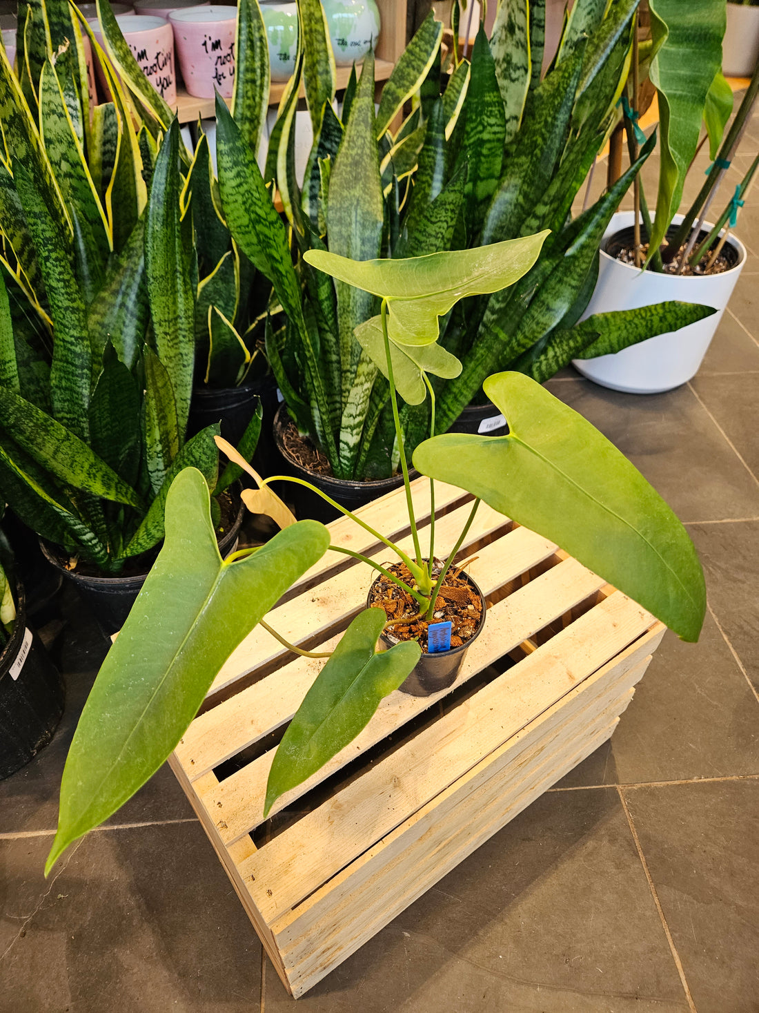 Anthurium Longissimilobum