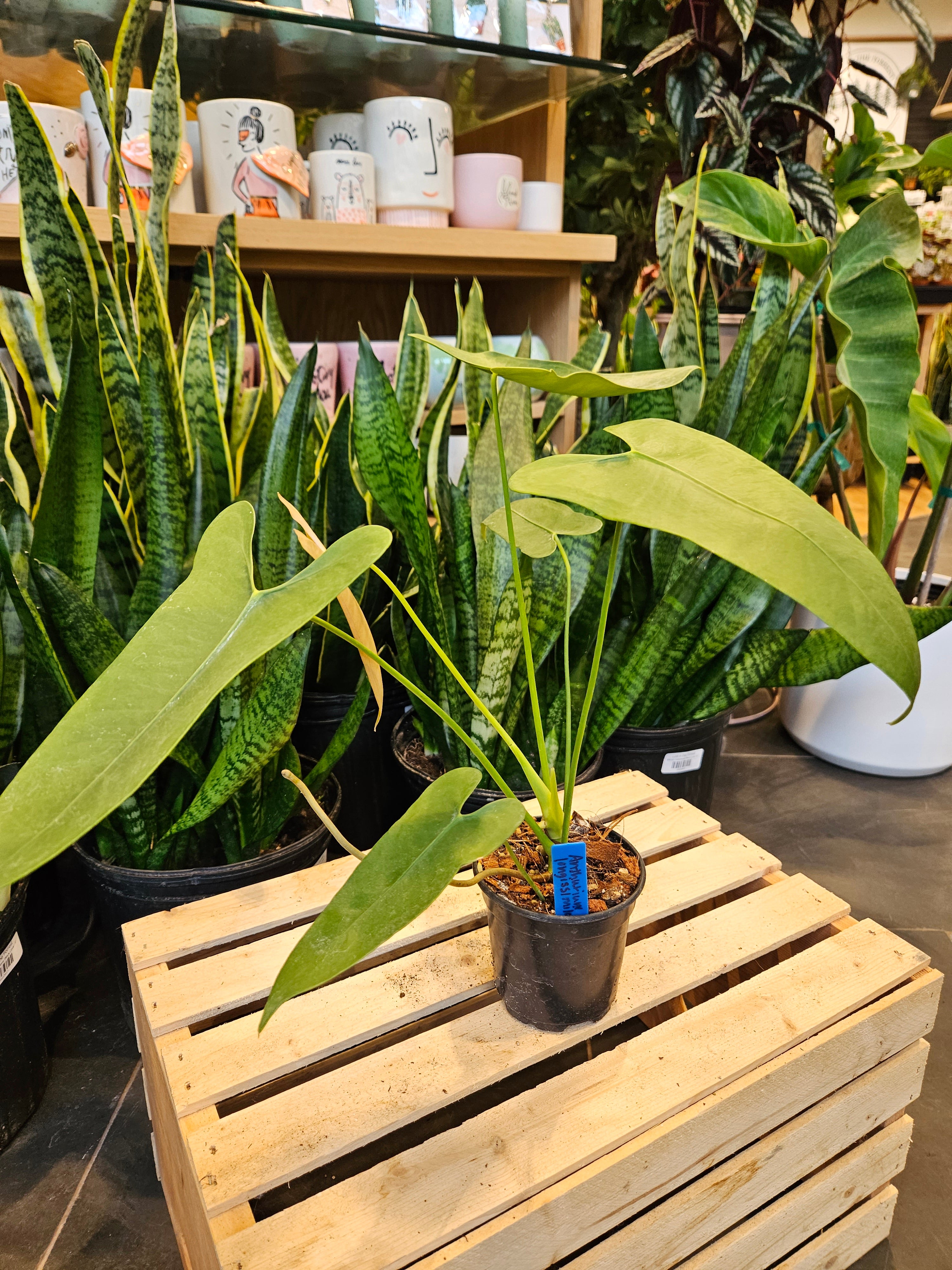 Anthurium Longissimilobum