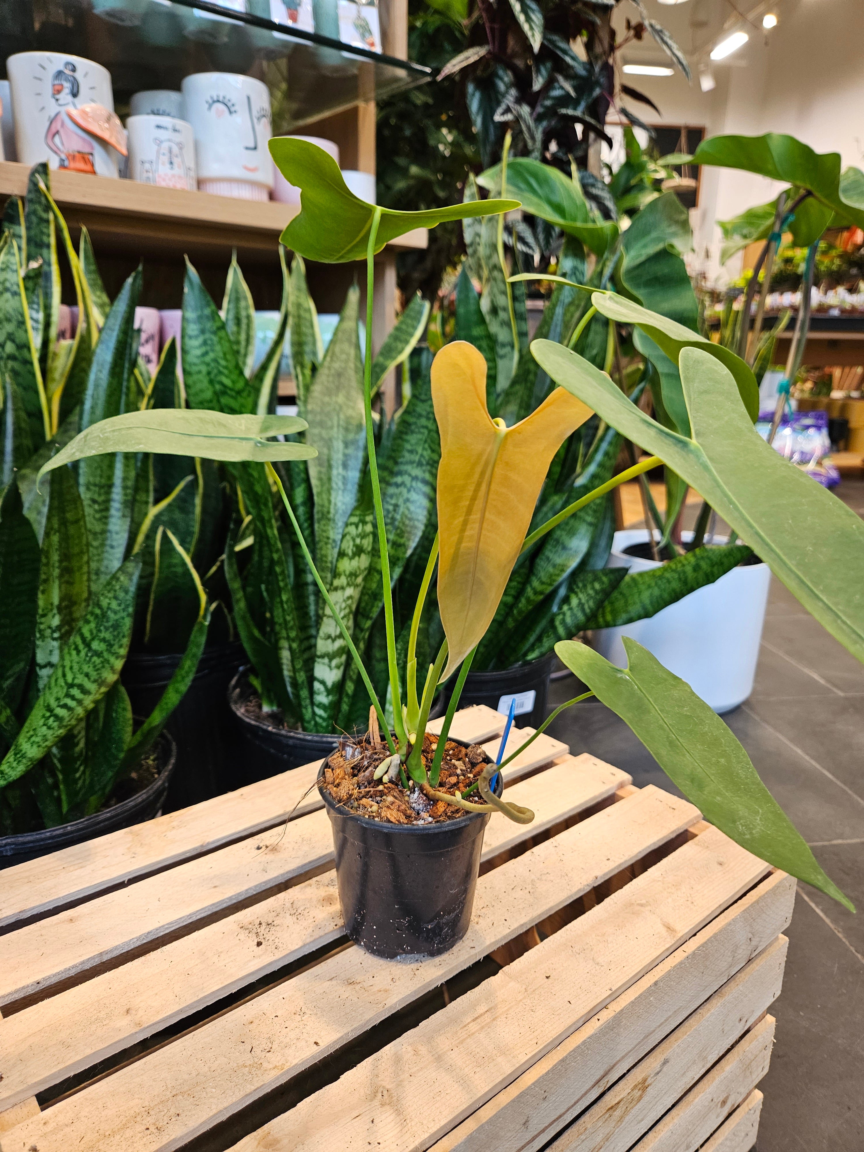 Anthurium Longissimilobum