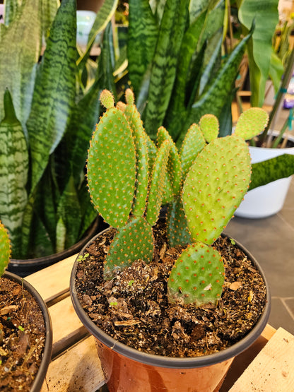 Mickey Mouse Cactus