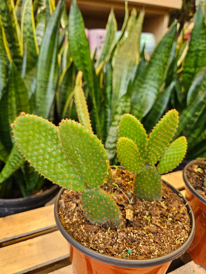 Mickey Mouse Cactus