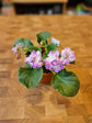 African Violet