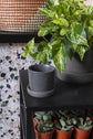 Watson Pot
