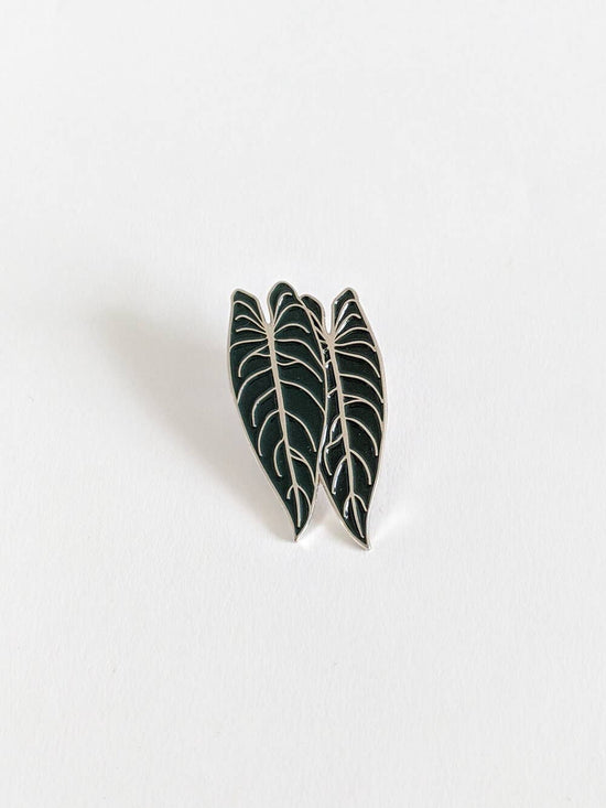 Melanochrysum Pin