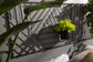 Sprawling Trellis