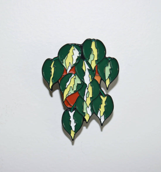 Philodendron Cream Splash Pin