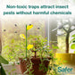 Safer House Plant Sticky Strip