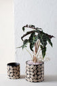 Folly Pot