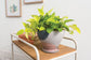Modera Pot