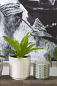 Zati Pot