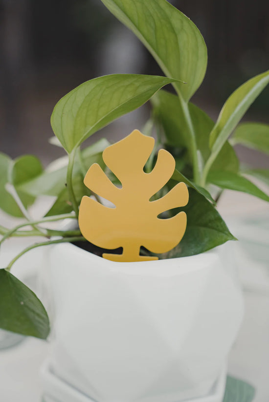Monstera Sticky Trap