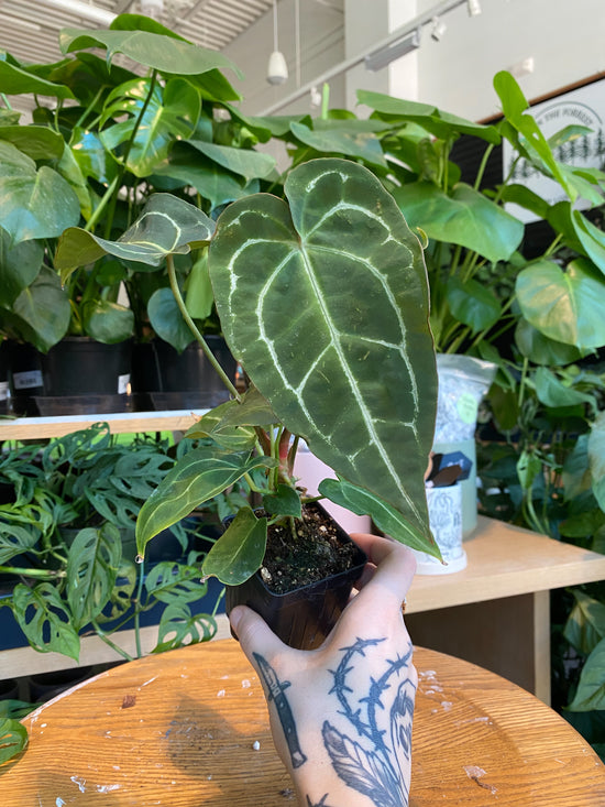 Anthurium Dark Forgetii x Dark Crystallinum