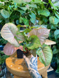 Syngonium Pink Speckles