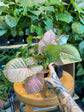 Syngonium Pink Speckles