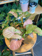 Syngonium Pink Speckles
