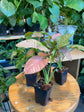Syngonium Pink Speckles