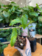 Monstera Obliqua Amazonas