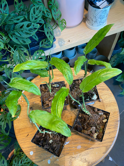 Monstera Obliqua Amazonas