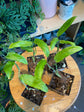 Monstera Obliqua Amazonas