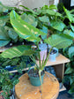 Philodendron Jungle Fever Green